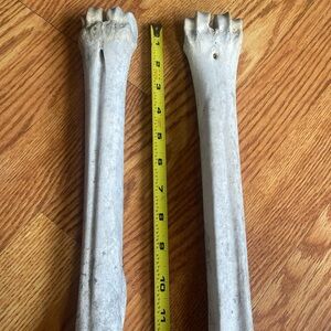 Cow Leg Bone Metacarpal Set Lot Real Animal Bones Craft Taxidermy Tool Oddity